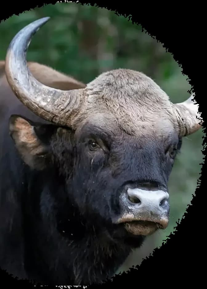 Indian Gaur in Bandhavgarh National Park