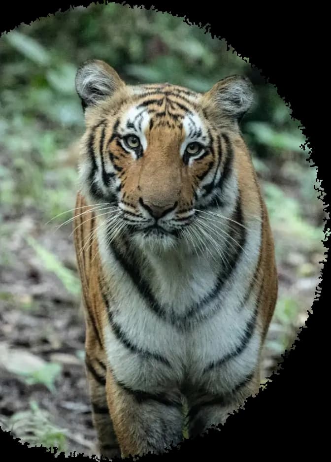 Royal Bengal Tiger in Kanha National Park