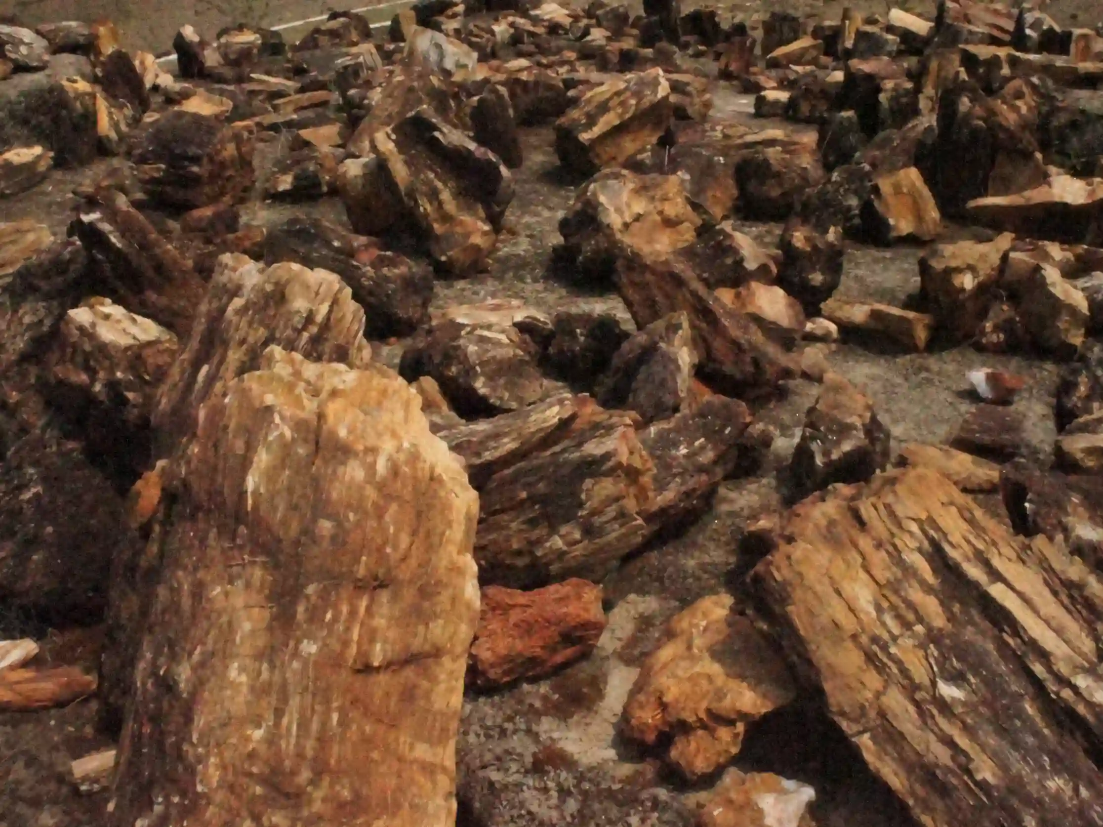 Prehistoric plant fossils at Ghughwa Fossil Park