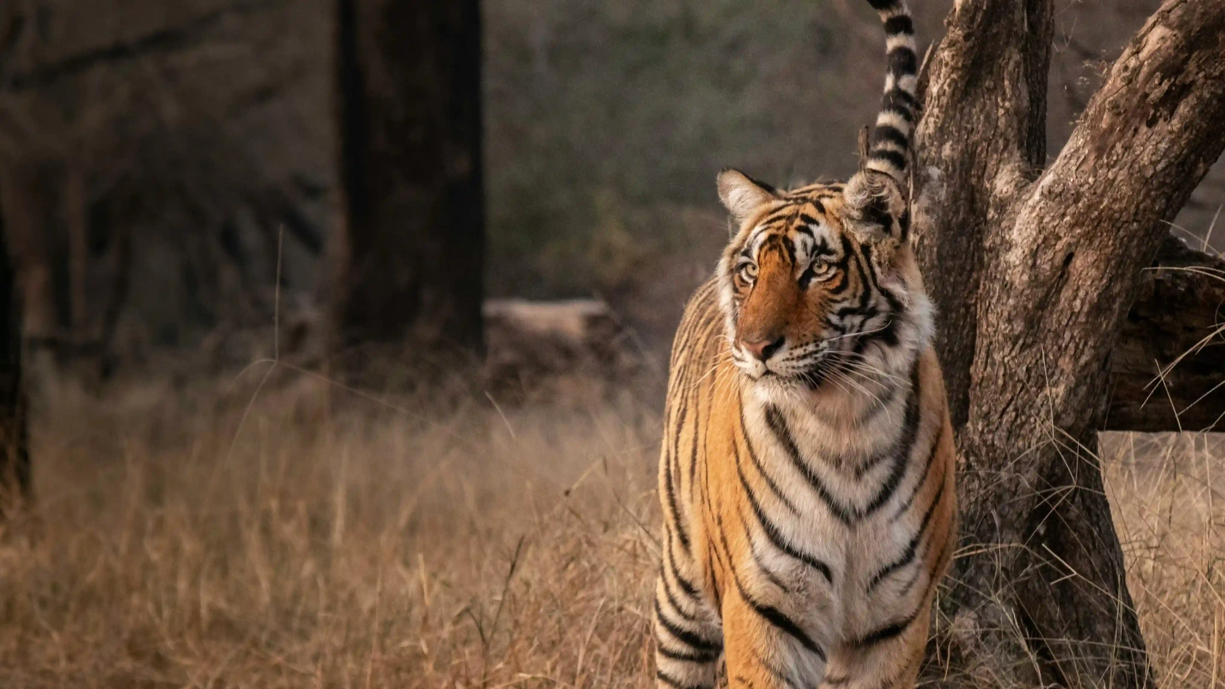 Bandhavgarh National Park wildlife and forest