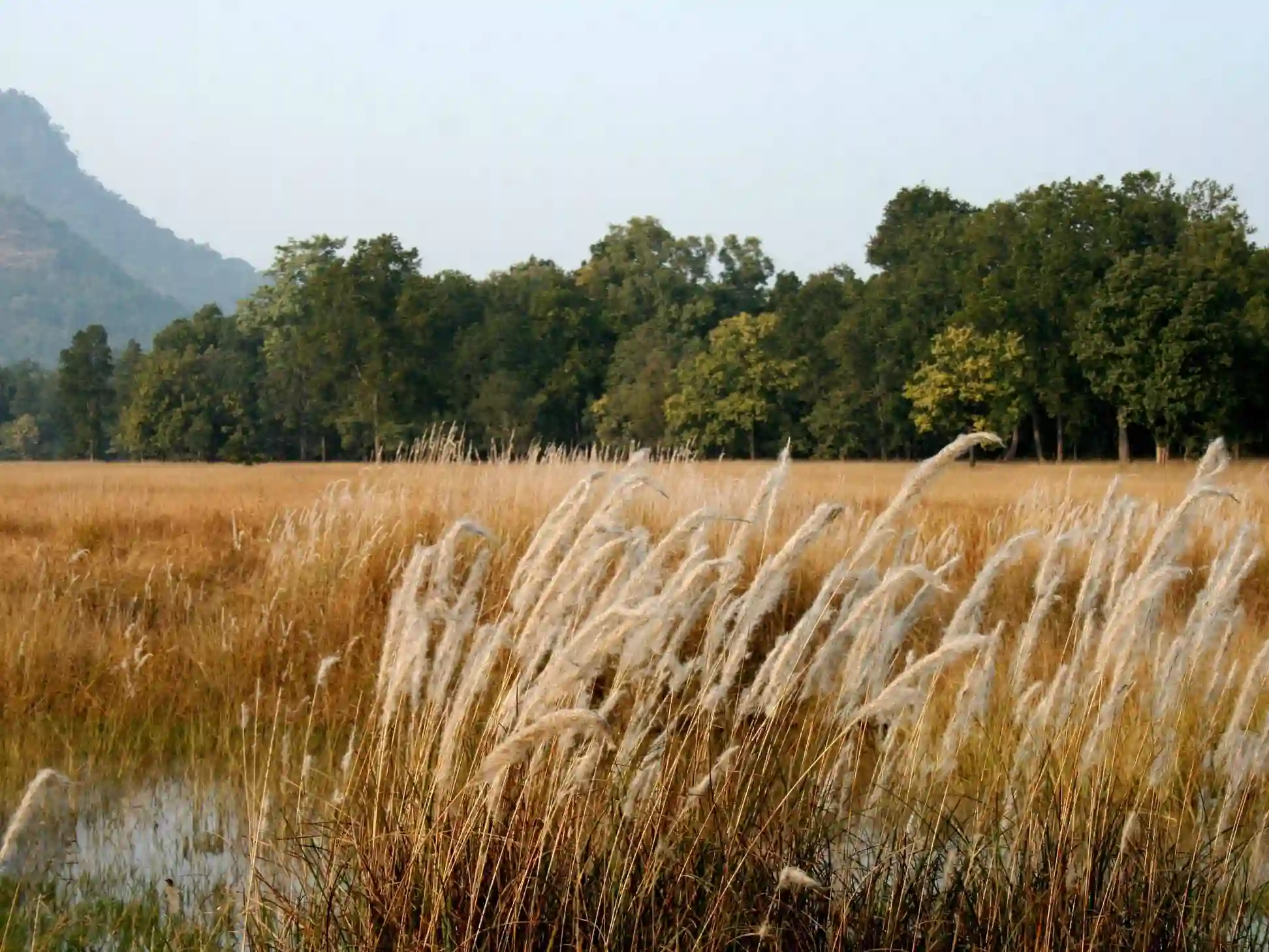 Chakradhara Meadow with views of Bandhavgarh Fort