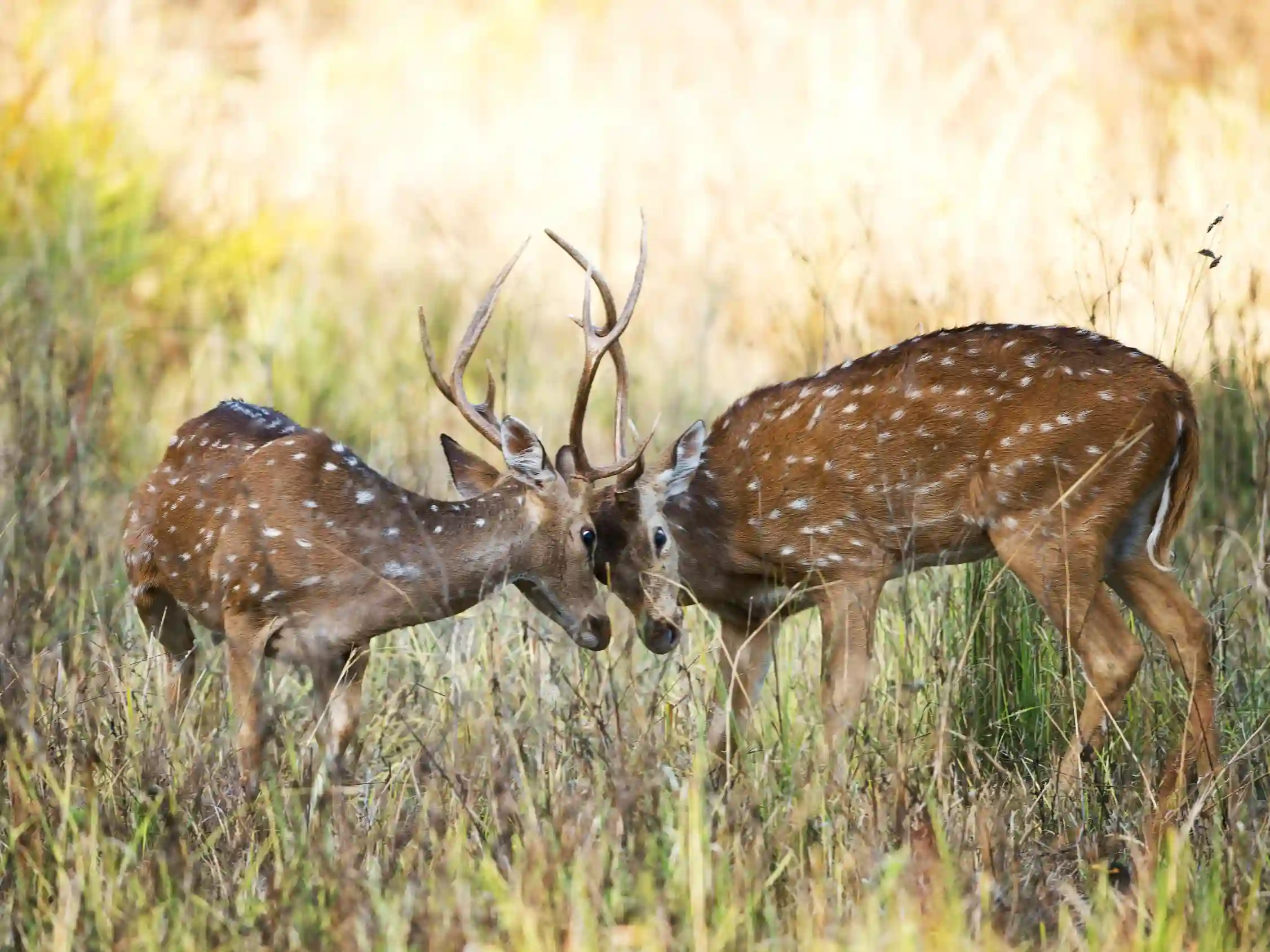Phen Wildlife Sanctuary near Kanha