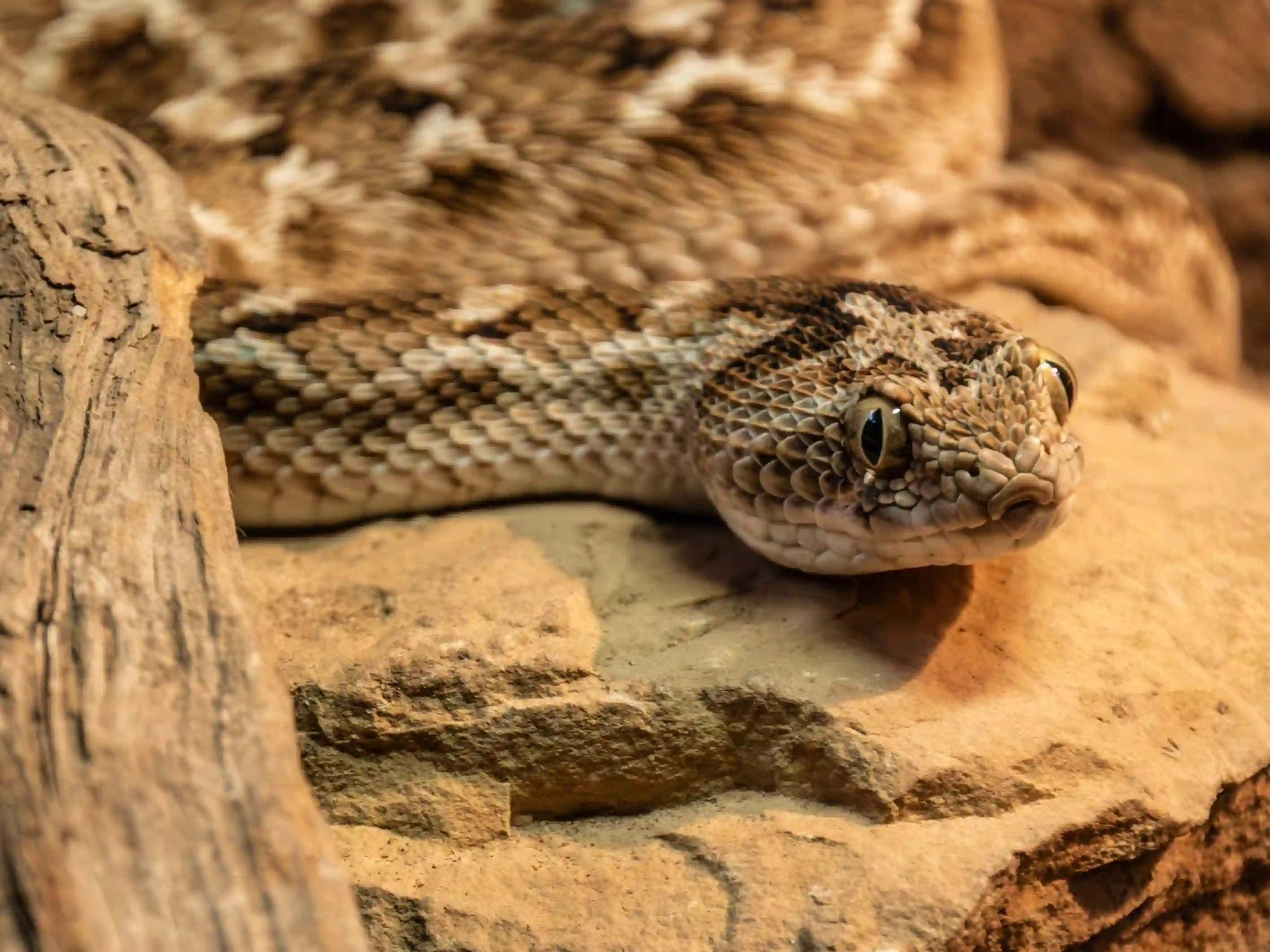 Python Point Ajgar Dadar in Kanha