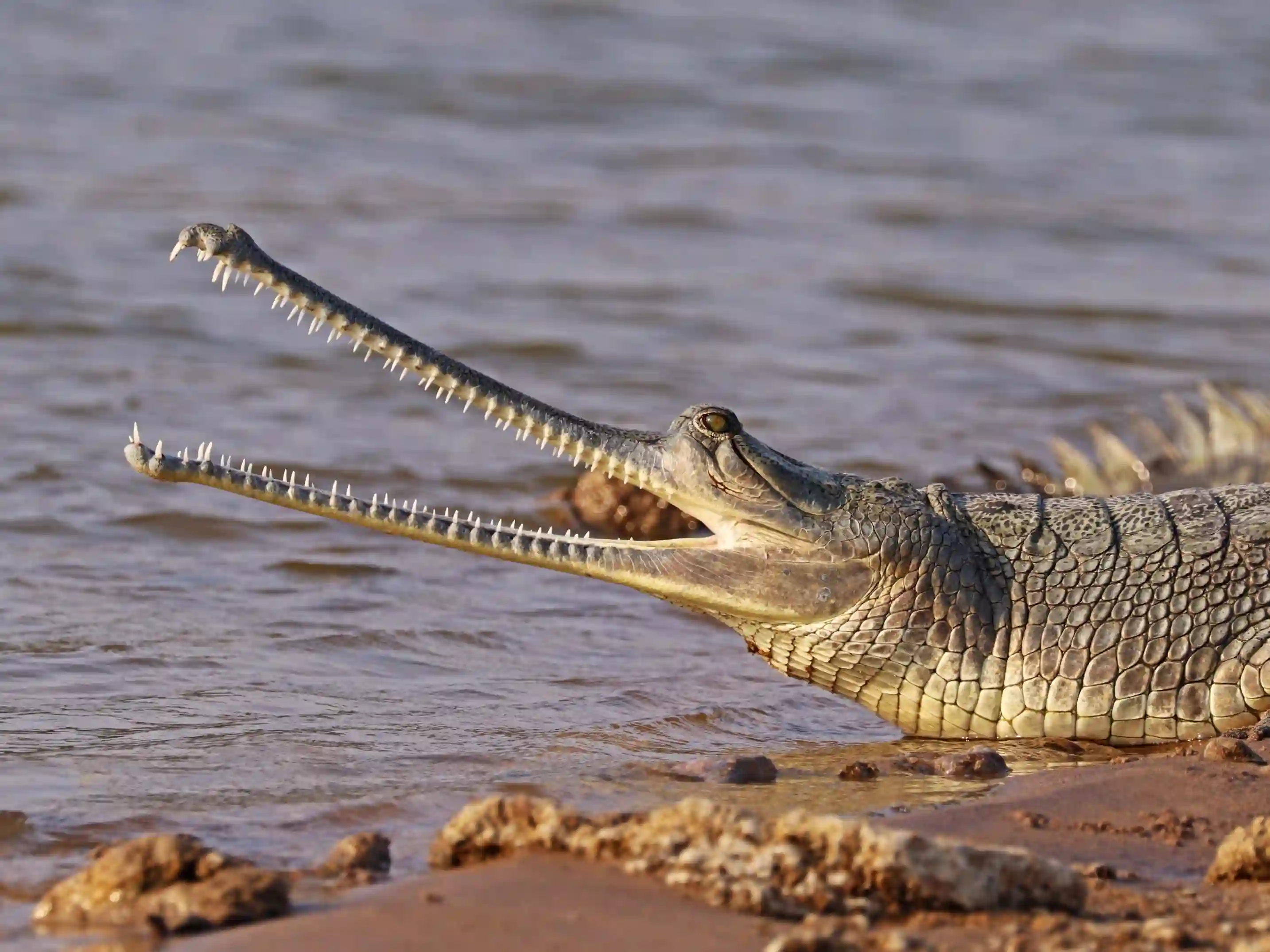 Gharials resting along the riverbank in Ken Gharial Sanctuary