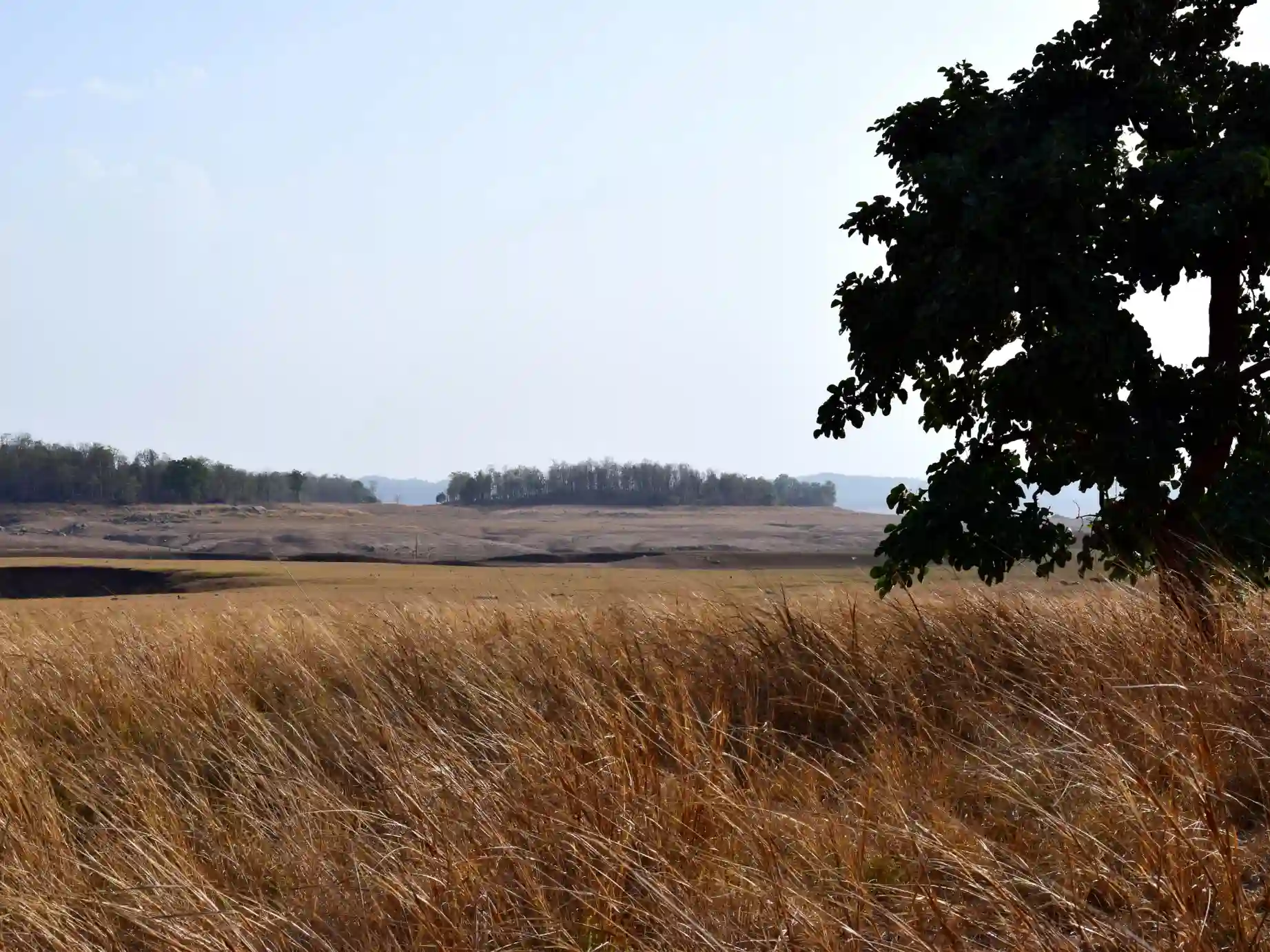 Scenic grassland landscape at Alikatta in Pench