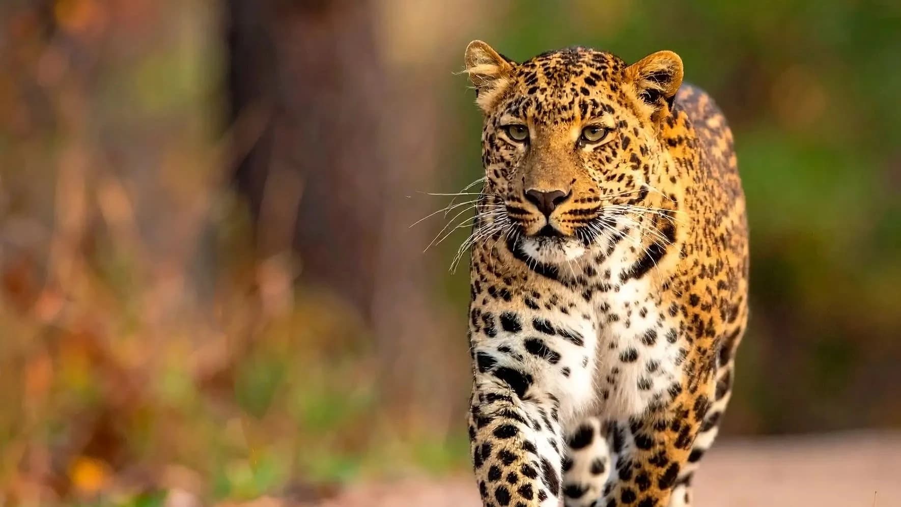 Teak forests and scenic trails in Pench National Park