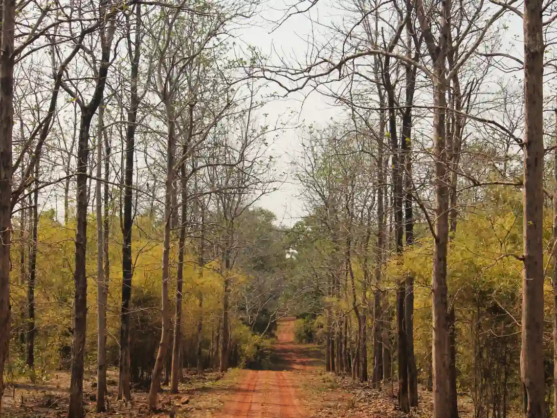 Dense woodland and trails in Rukhad Wildlife Area